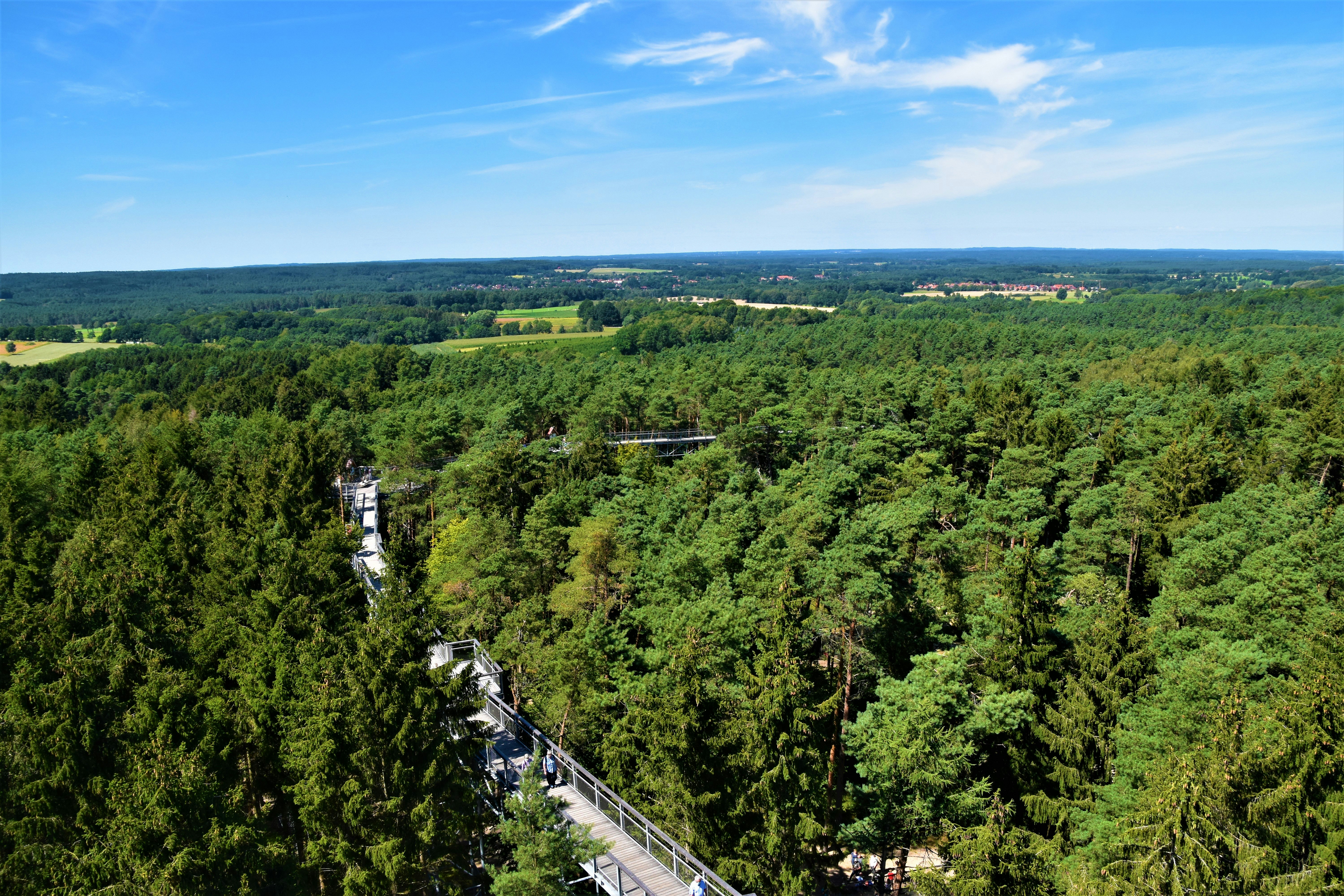 green trees on mountain under blue sky during daytime